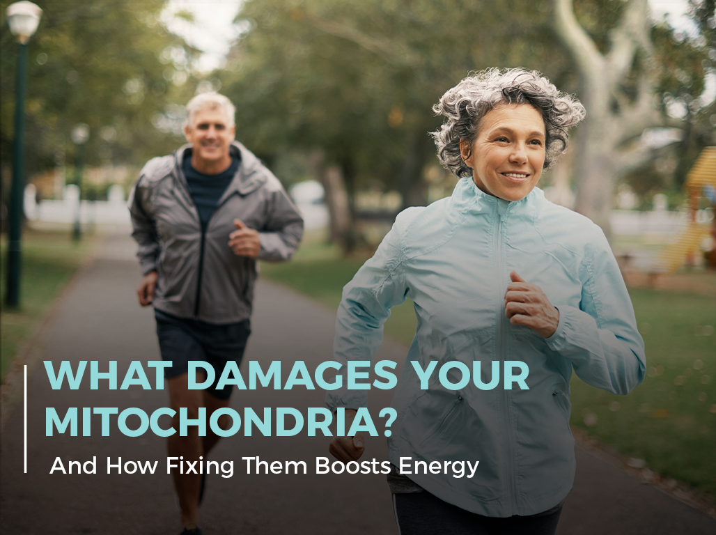 what-damages-your-mitochondria-and-how-fixing-them-boosts-energy