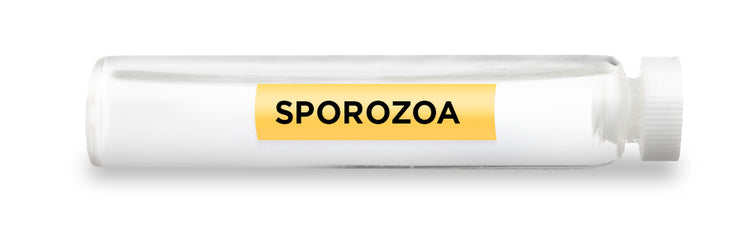 SPOROZOA Test Vial Feature Image