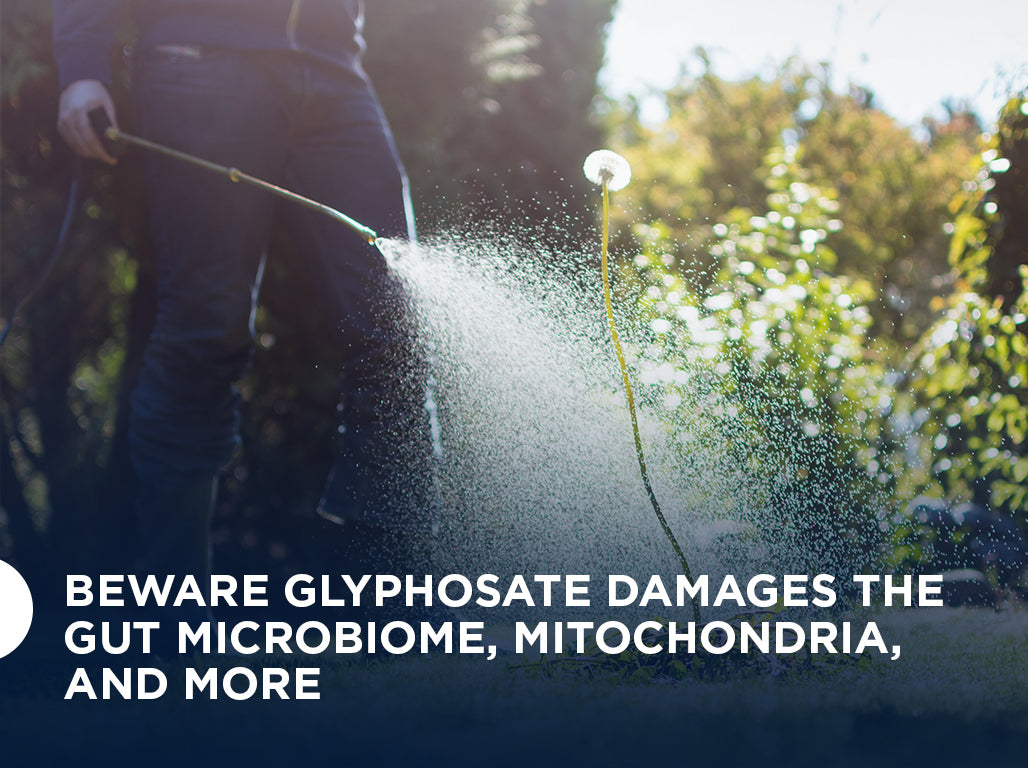 Beware Glyphosate Damages the Gut Microbiome, Mitochondria, and More