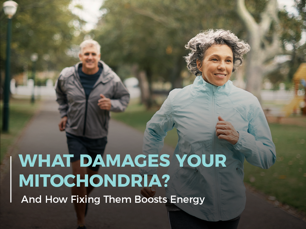 What Damages Your Mitochondria? (And How Fixing Them Boosts Energy)