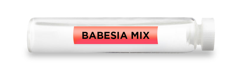 BABESIA MIX -Vial