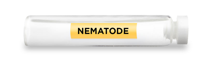NEMATODE -Vial