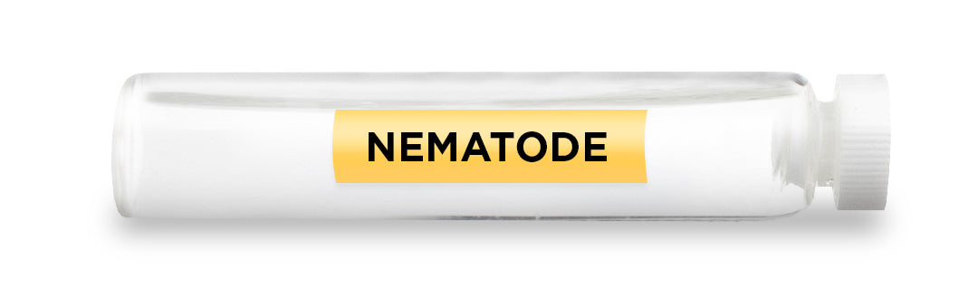 NEMATODE Test Vial Feature Image