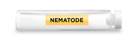 NEMATODE Test Vial Feature Image
