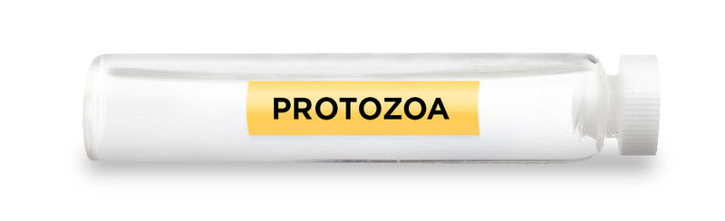 PROTOZOA -Vial