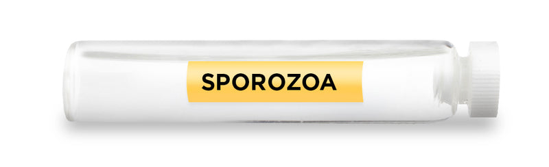 SPOROZOA -Vial