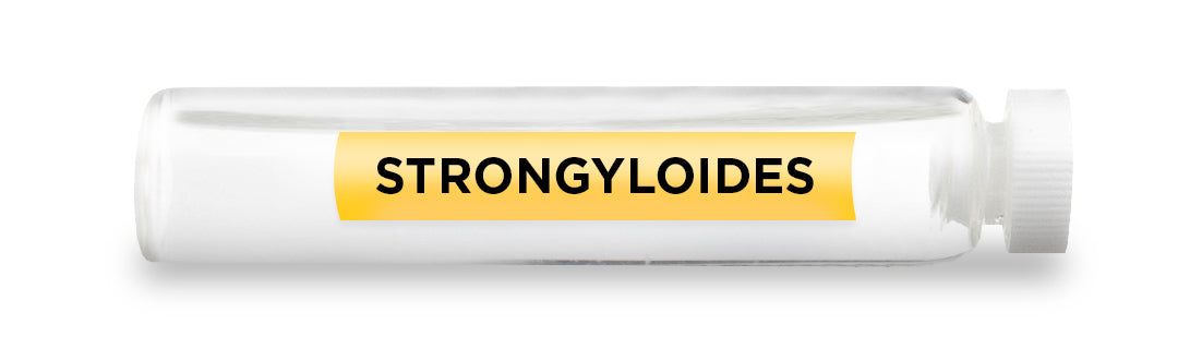 STRONGYLOIDES Test Vial Feature Image