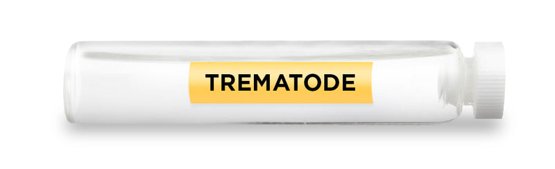 TREMATODE -Vial